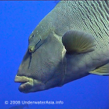 Napolepon Wrasse